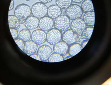 64岛定岛苯减量海岛短纤维